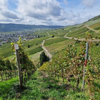 Mosel
